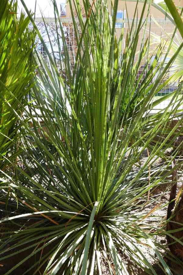 Dasyrilion + Yucca - foto 5