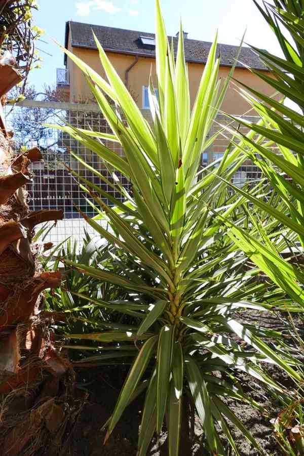 Dasyrilion + Yucca - foto 7