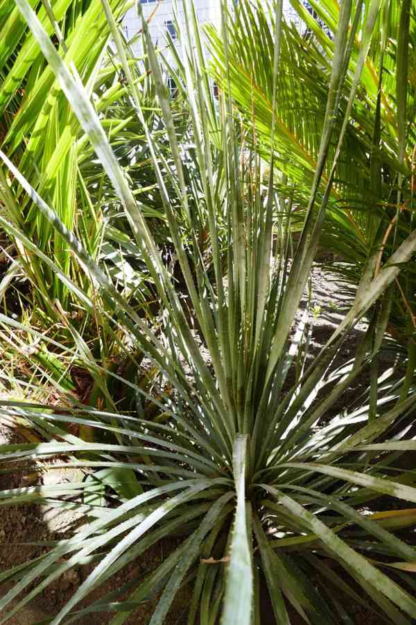 Dasyrilion + Yucca - foto 4