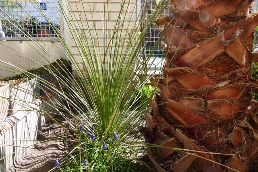 Dasyrilion + Yucca - foto 2