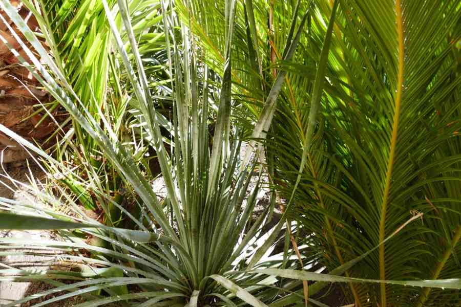 Dasyrilion + Yucca - foto 3