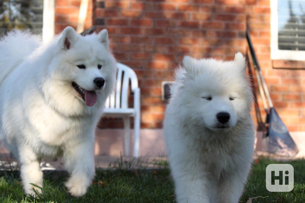 Vynikající štěňata samojedů k adopci Máme štěňata samojedů k - foto 1