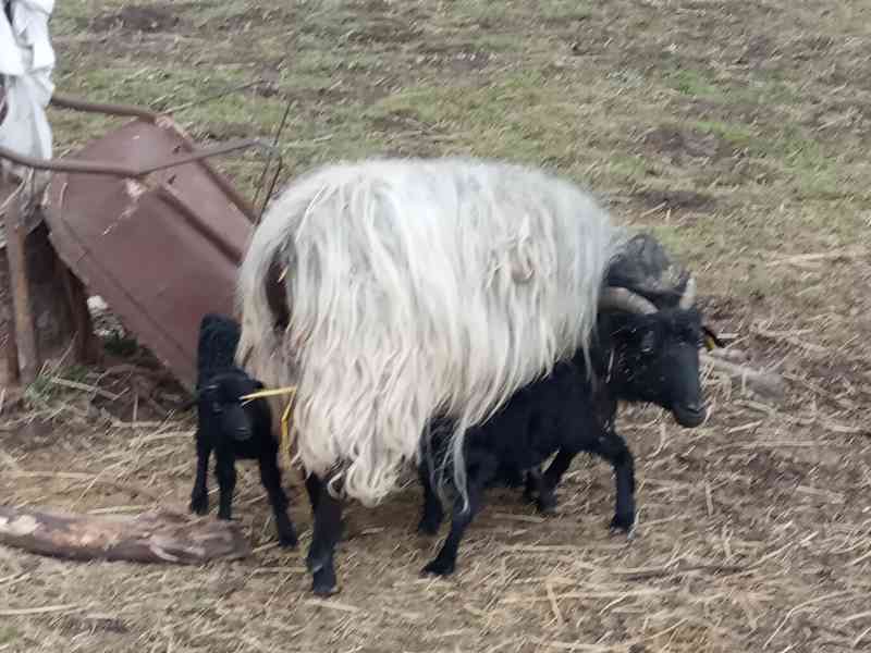 Ovce vřesová  - foto 2