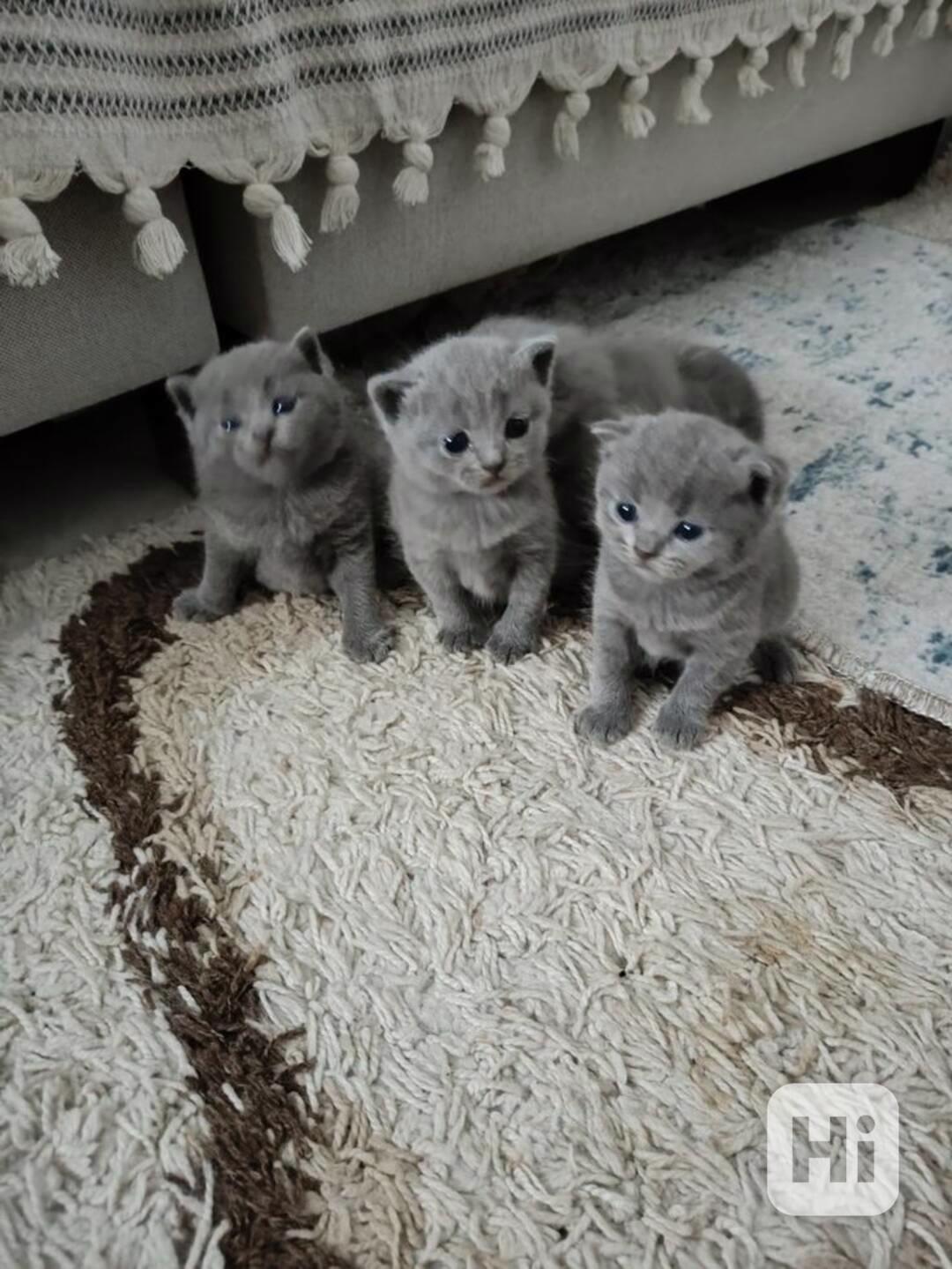 Britská krátkosrstá koťata - foto 1