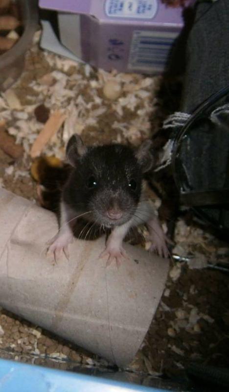 Potkaní miminka - foto 1