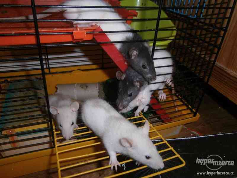 Potkaní miminka - foto 2