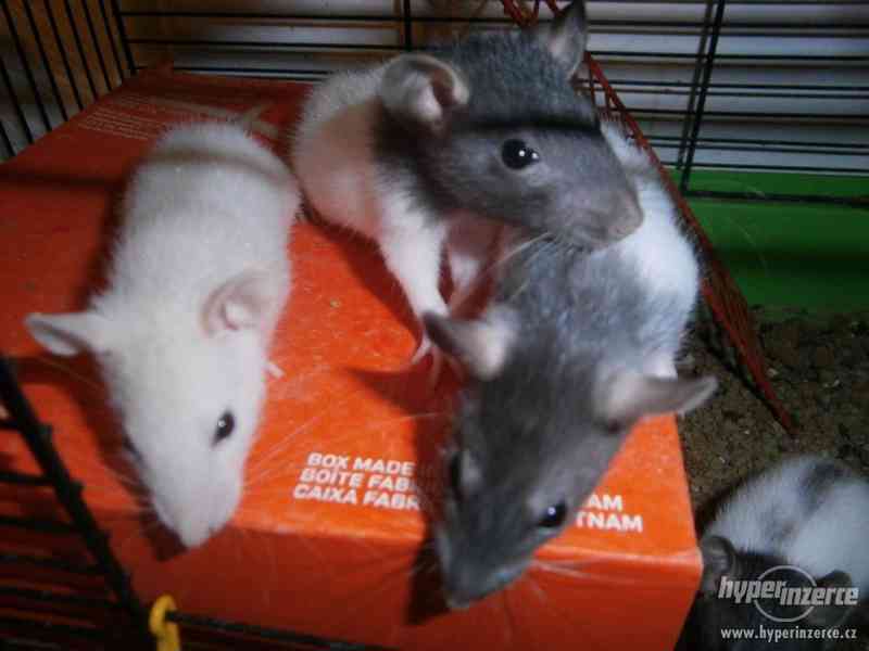 Potkaní miminka - foto 4