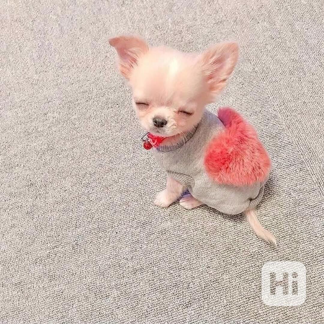 Štěňata čivavy Pp - foto 1