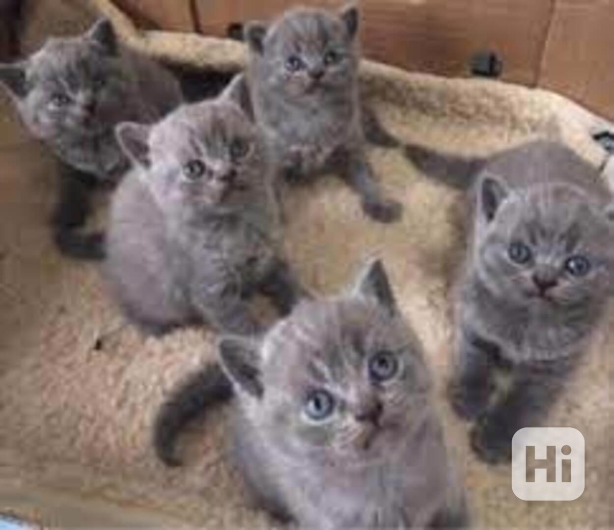 Rodokmen britských krátkosrstých koťat Všechna koťata budou  - foto 1