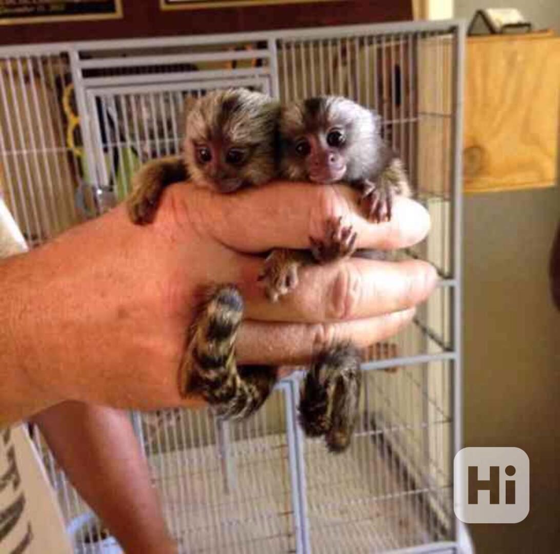 Máme k adopci kosmany. - foto 1