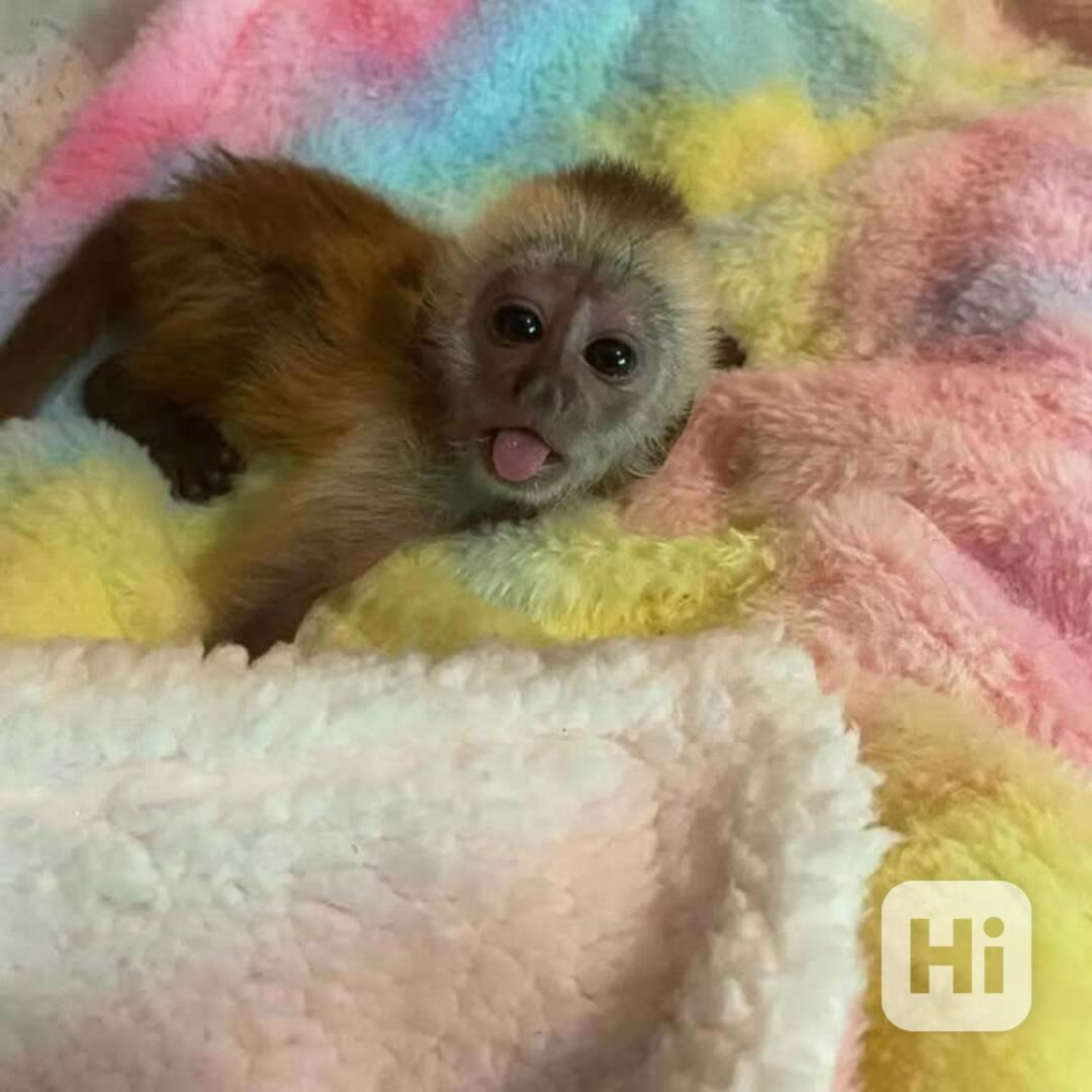 🐵 Krásná kapucínská opice na prodej – milá, chytrá a plná š - foto 1