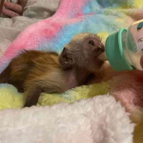 🐵 Krásná kapucínská opice na prodej – milá, chytrá a plná š - foto 2