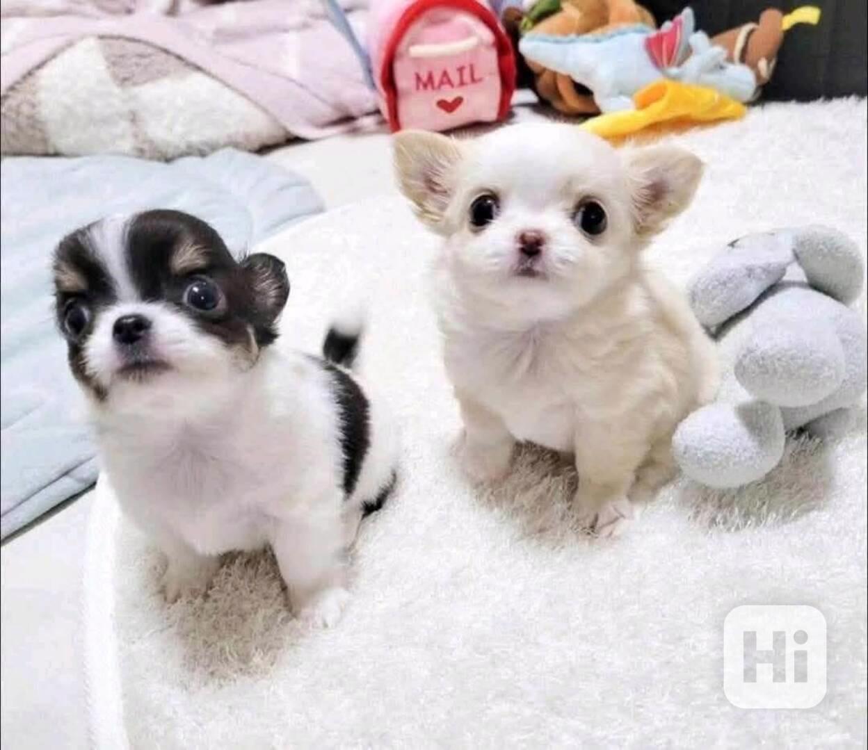 Štěňata čivavy - foto 1