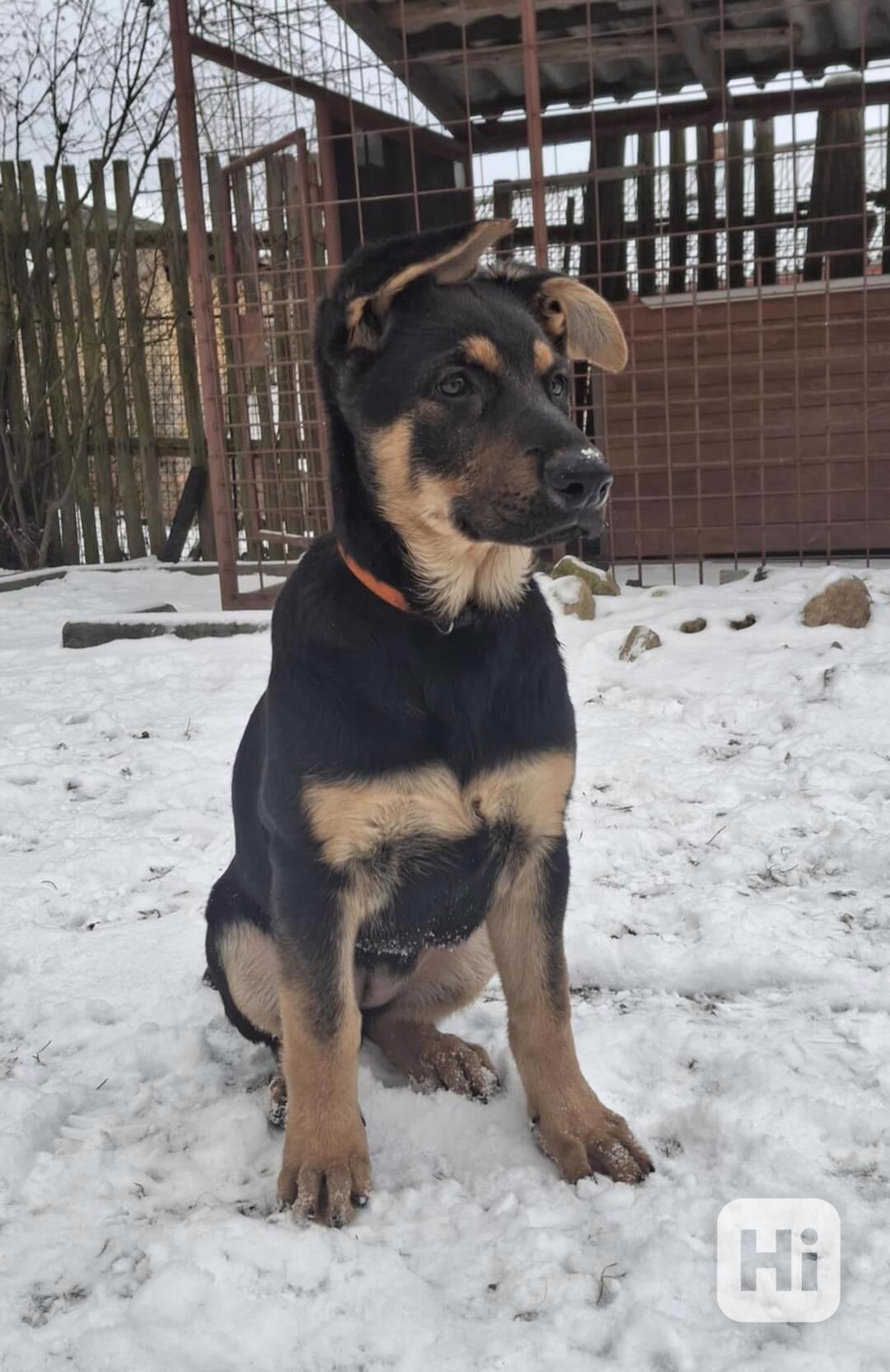 Německý ovčák -  štěňátko - foto 1