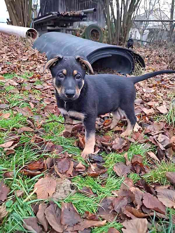 Německý ovčák -  štěňátko - foto 3