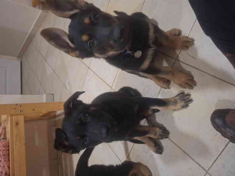 Německý ovčák -  štěňátko - foto 2