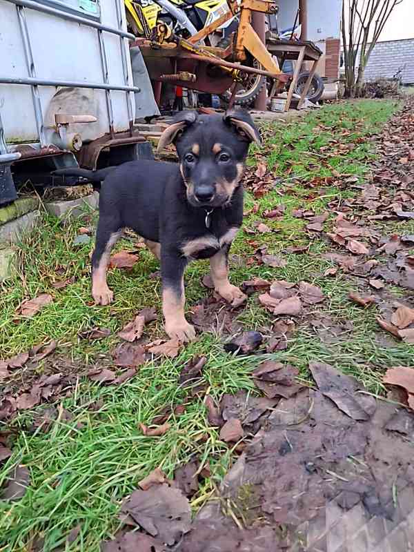 Německý ovčák -  štěňátko - foto 4