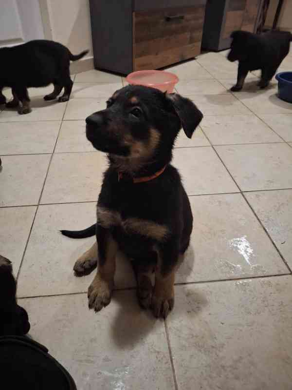 Německý ovčák -  štěňátko - foto 5