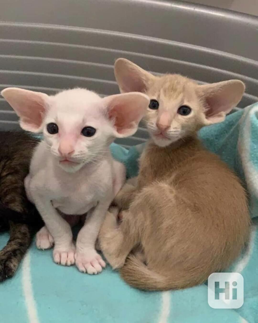Orientální krátkosrstá koťátka připravená k adopci - foto 1