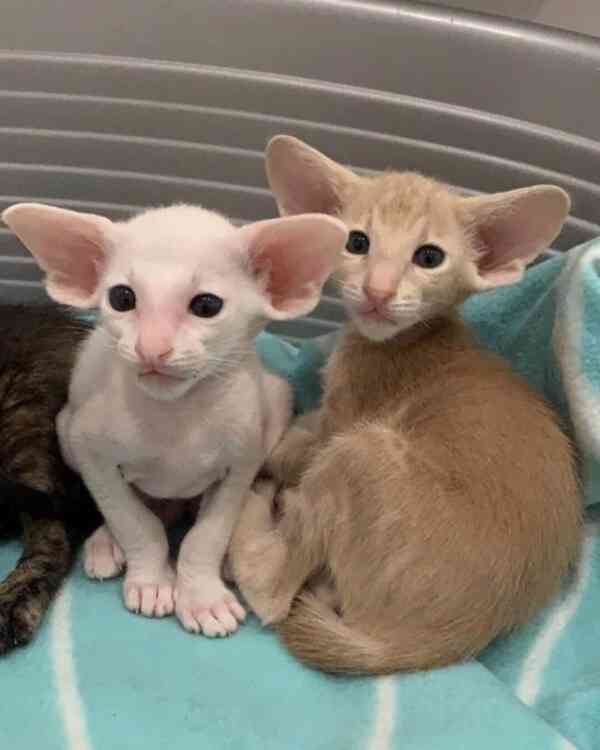 Orientální krátkosrstá koťátka připravená k adopci - foto 1