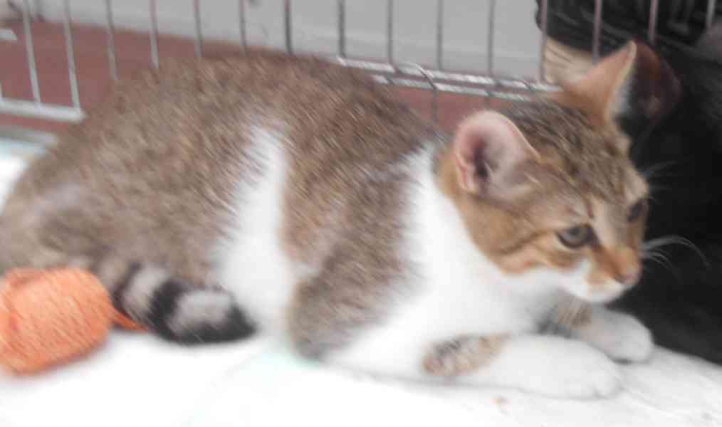 Mouratobílá 5,5měsíční kočička Melinda  - foto 3
