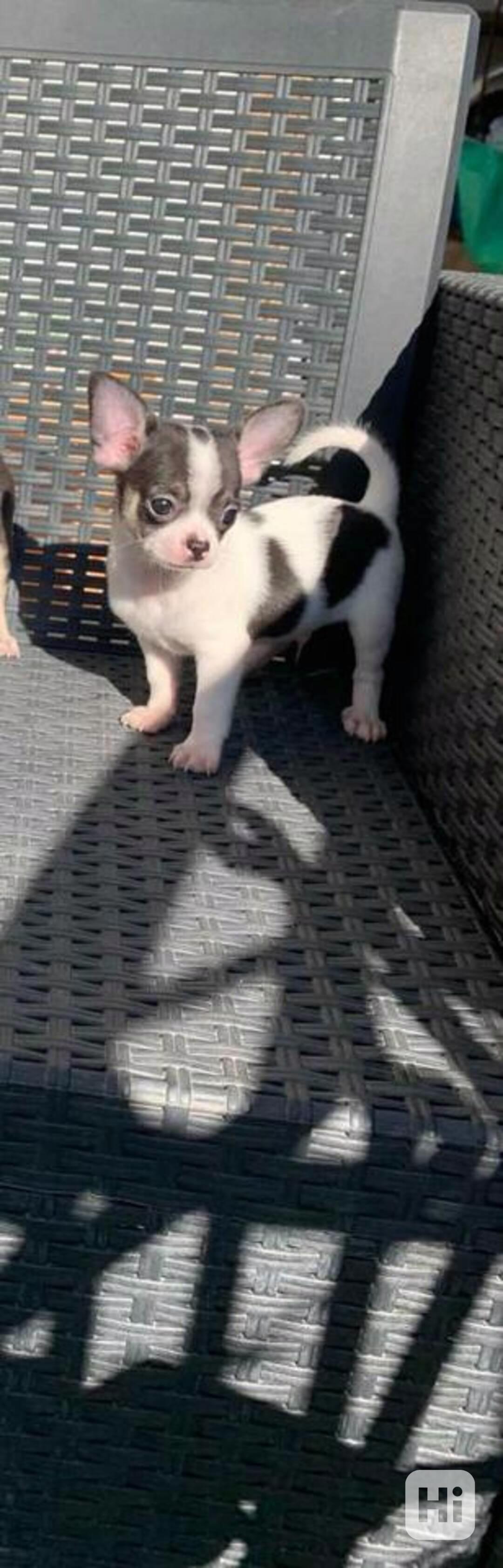 čivava dlouhosrstá pejsek - foto 1