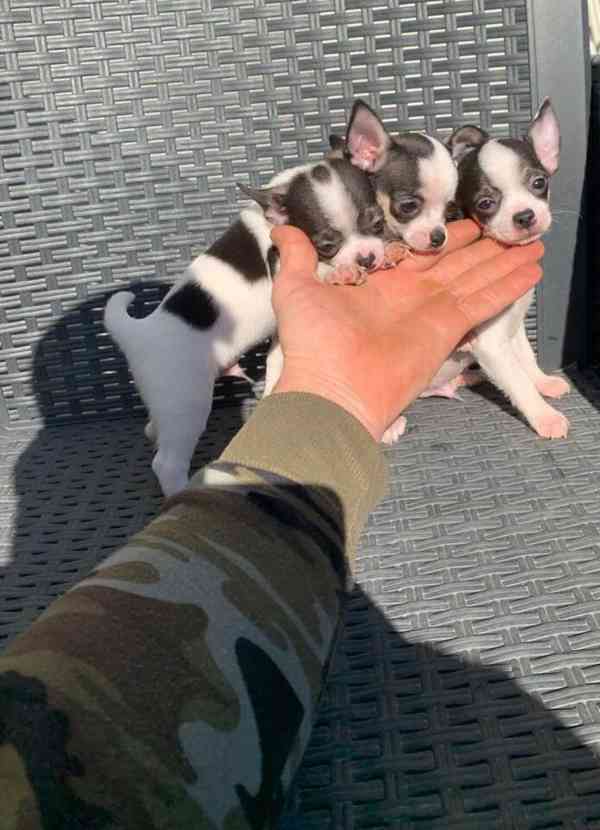 čivava dlouhosrstá pejsek - foto 3