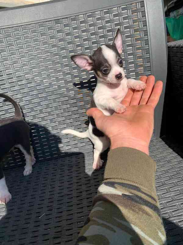 čivava dlouhosrstá pejsek - foto 2