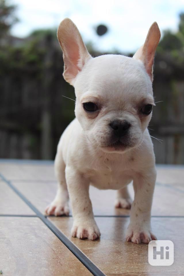 Hledám nový domov pro štěňata francouzského buldočka - foto 1