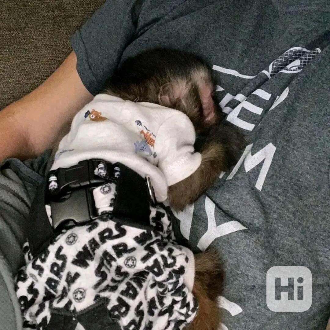  Krásný kapucín ihned k vyzvednutí  - foto 1