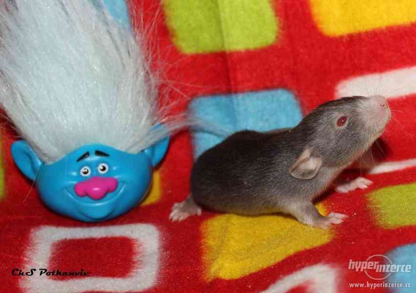 Potkaní miminka s VP - foto 1