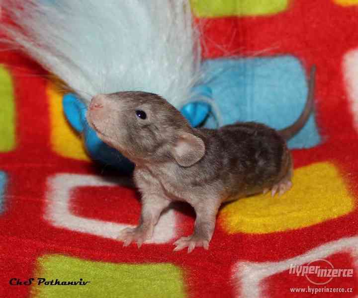 Potkaní miminka s VP - foto 2