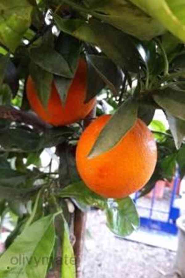 Pomeranč - foto 2