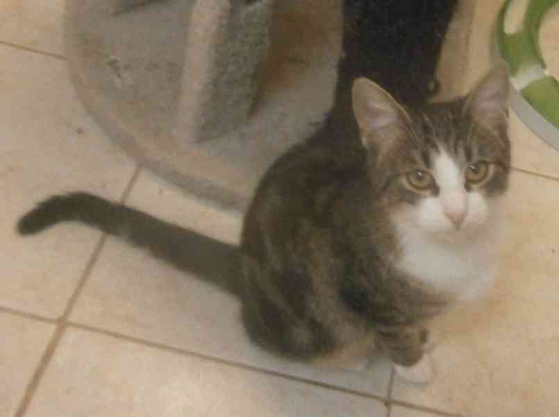 Hravá, milá, čilá mouratobílá 9měsíční Cecilka  - foto 2