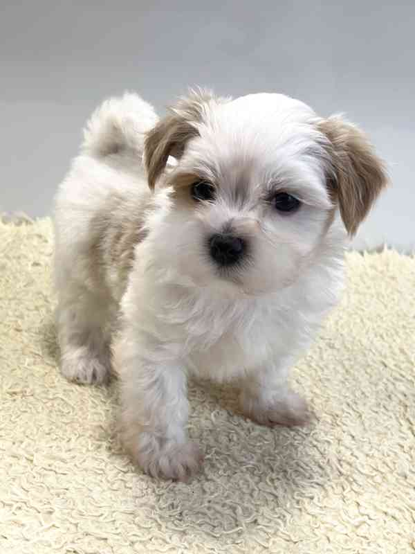 Havanský psík-bišonek