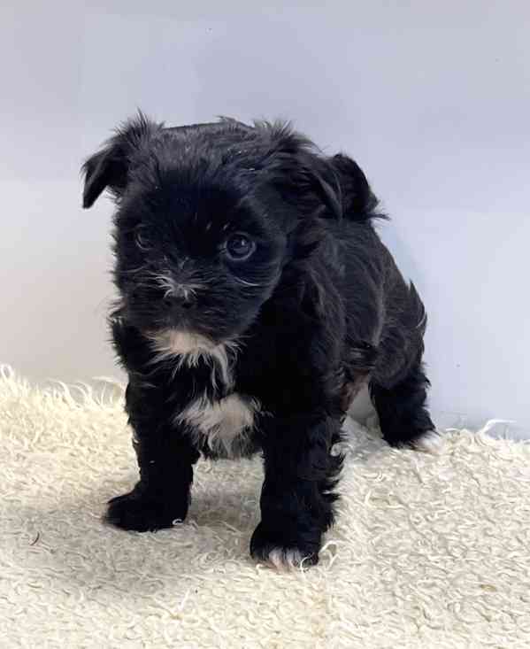 Havanský psík-bišonek - foto 7