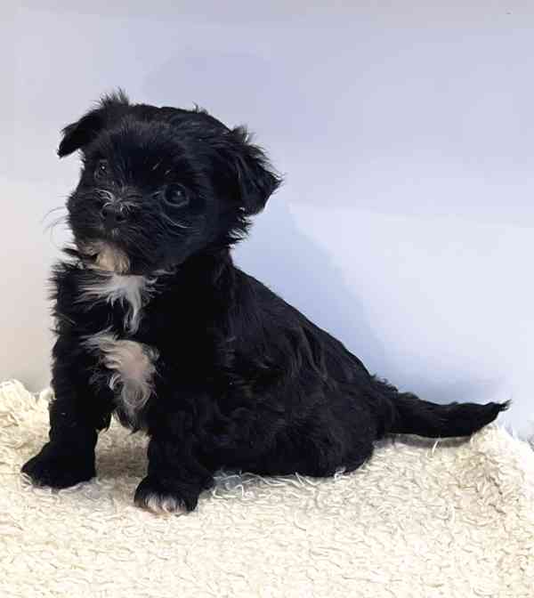 Havanský psík-bišonek - foto 2