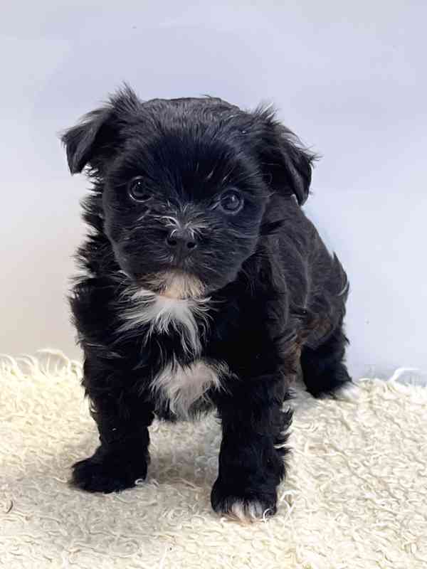 Havanský psík-bišonek - foto 4