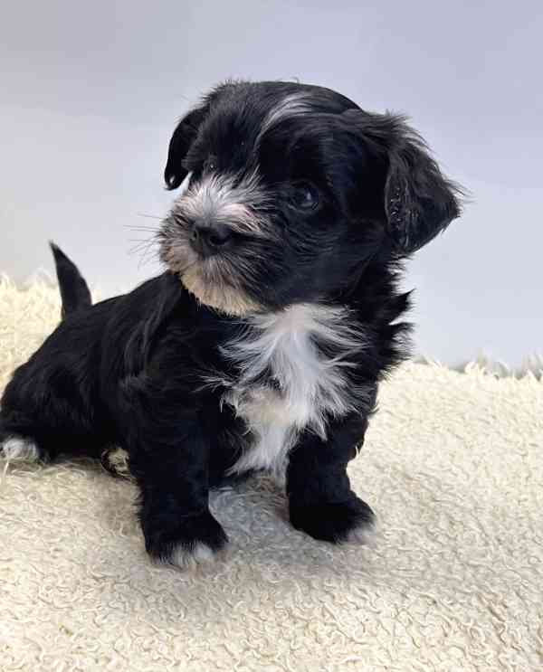 Havanský psík-bišonek - foto 8