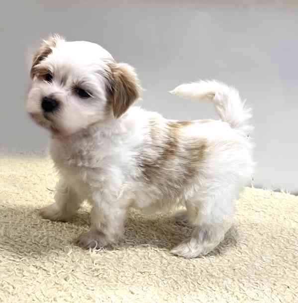 Havanský psík-bišonek - foto 9