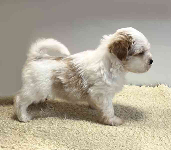 Havanský psík-bišonek - foto 3