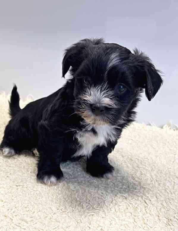 Havanský psík-bišonek - foto 5