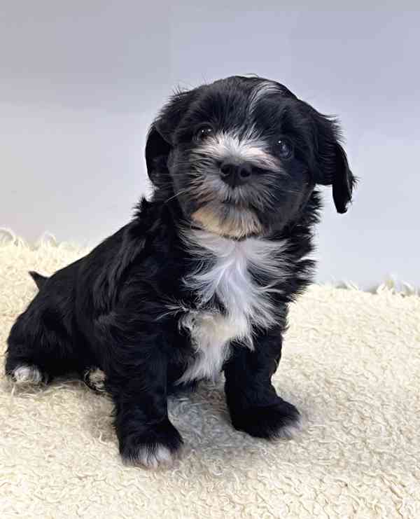 Havanský psík-bišonek - foto 10