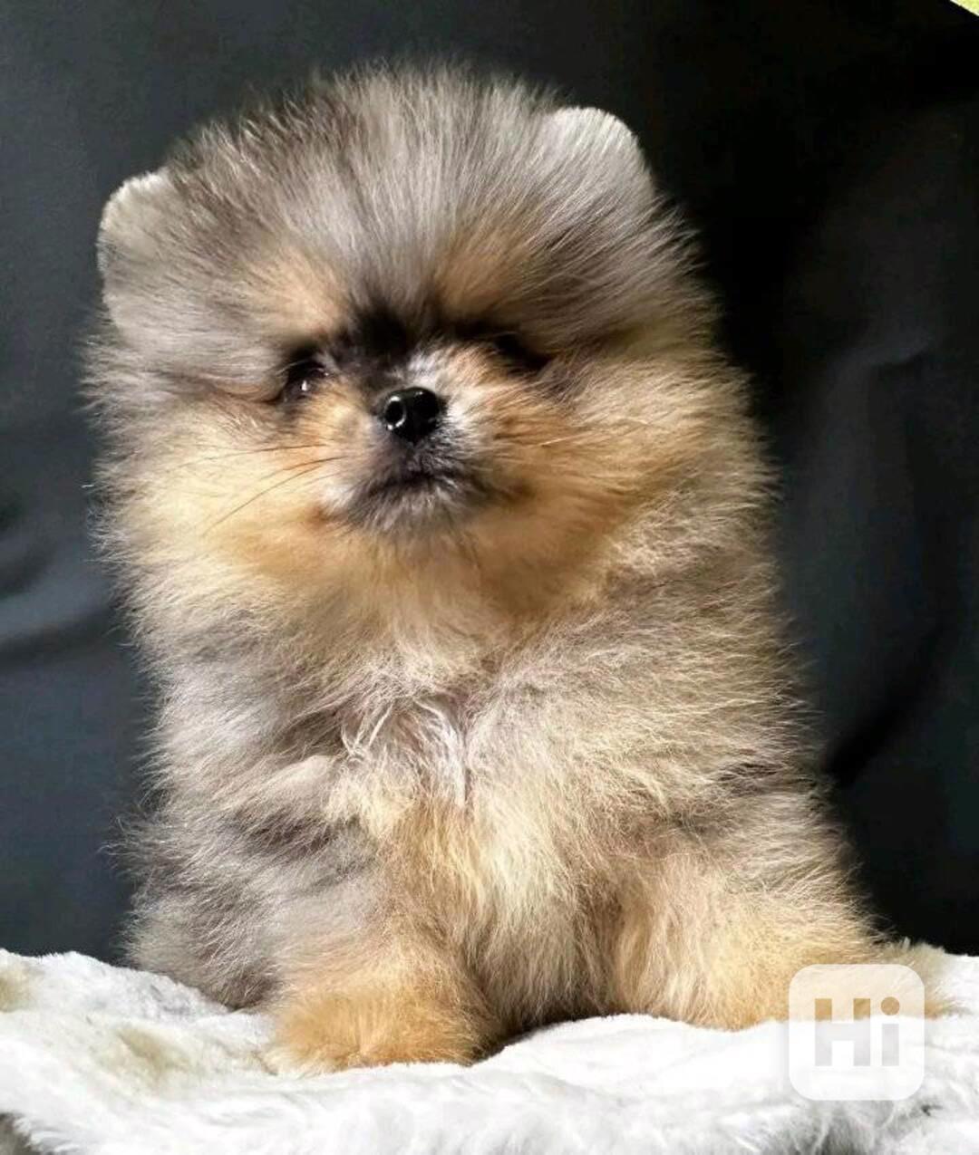 pomeranian - foto 1