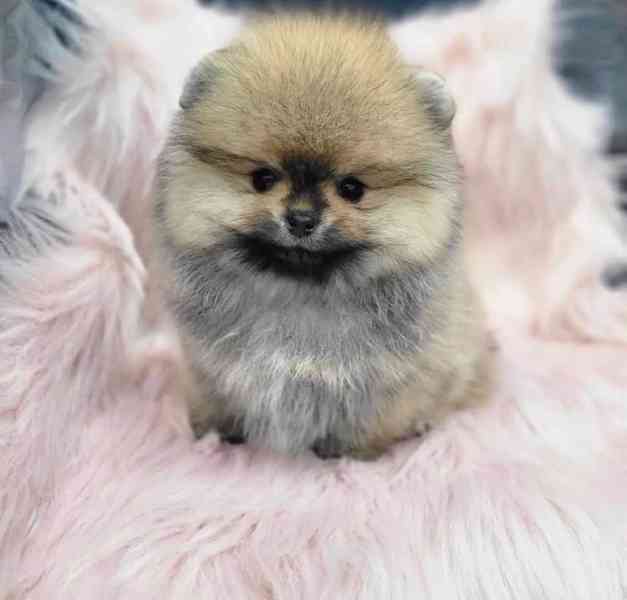 pomeranian - foto 2