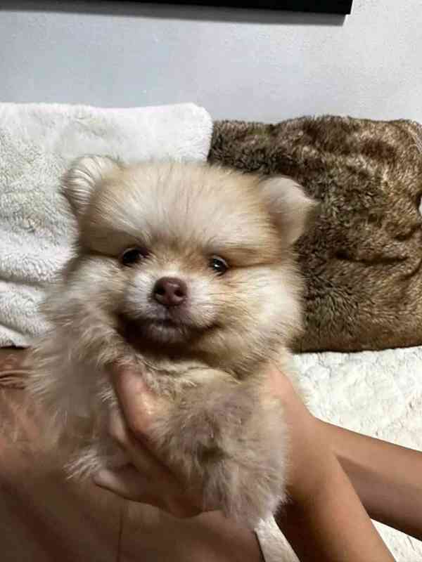 pomeranian - foto 4