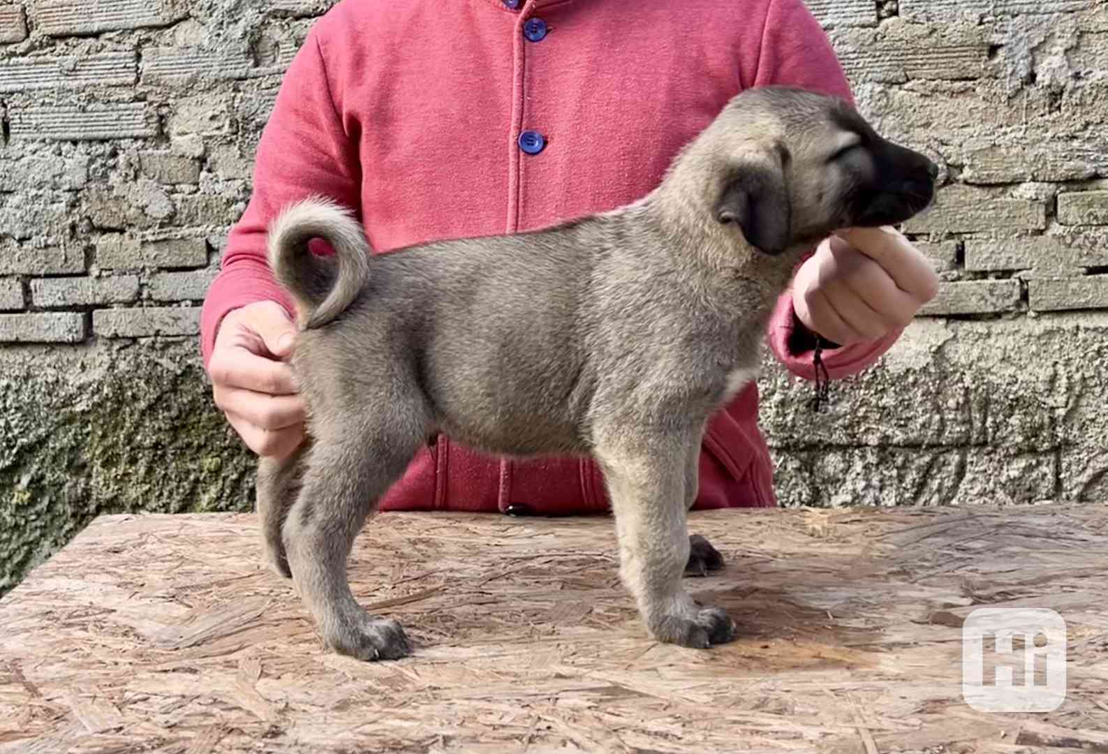 Kangal - foto 1