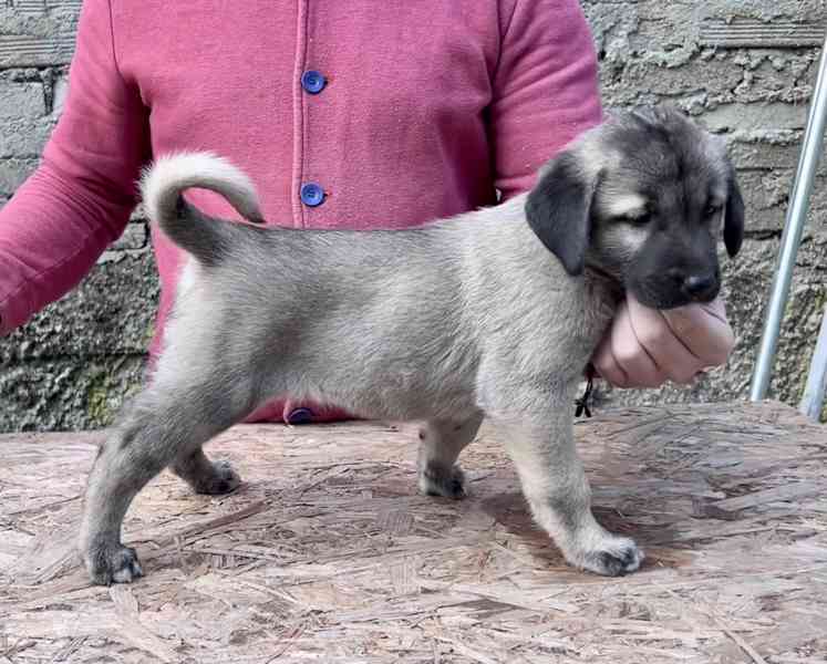 Kangal - foto 3