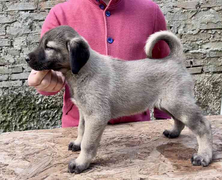 Kangal - foto 2