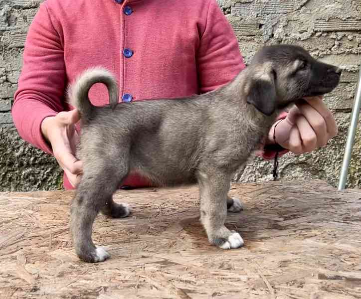Kangal - foto 7